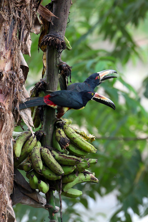 Collared Aracari